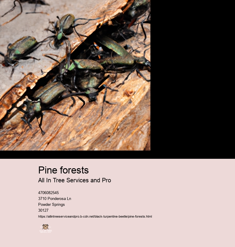 Pine forests