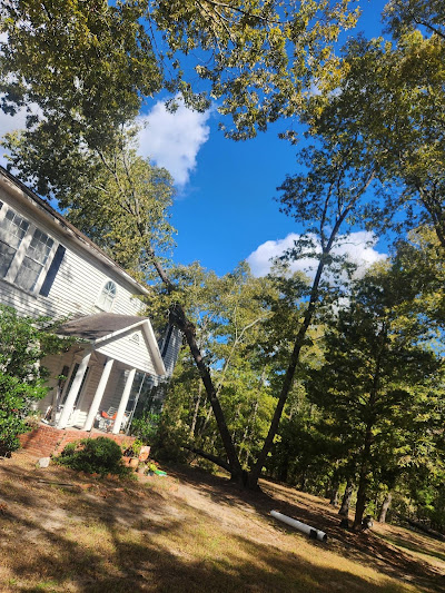 Benefits of regular crown thinning for trees